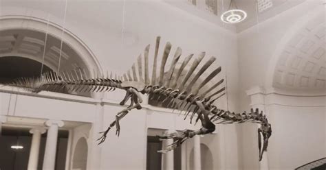 New Spinosaurus dinosaur at Field Museum debuts this weekend